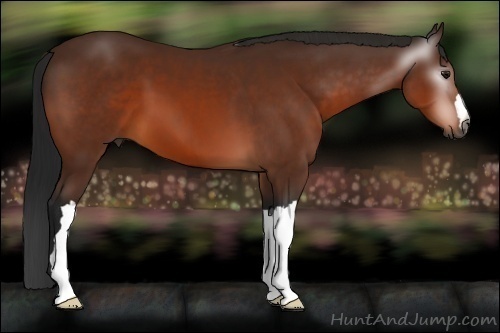 Horse Color:Gray Bay 