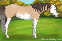 Horse Color:Amber Champagne Splash 
