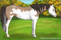 Horse Color:Sable Champagne Splash Frame 
