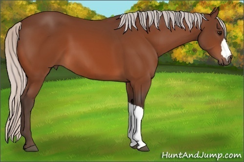 Horse Color:Silver Bay