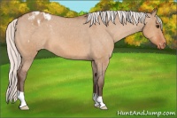 Horse Color:Silver Bay Dun Appaloosa