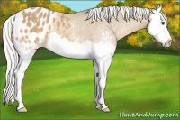 Horse Color:White Spotted Silver Sable Cream Champagne Splash Appaloosa 