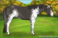Horse Color:White Spotted Smoky Black Sabino 