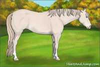 Horse Color:Perlino 