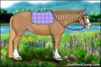 Horse Color:Chestnut Splash 