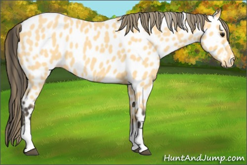 Horse Color: Buckskin Roan Tobiano Near Leopard 