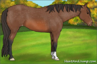 Horse Color:Bay Appaloosa 