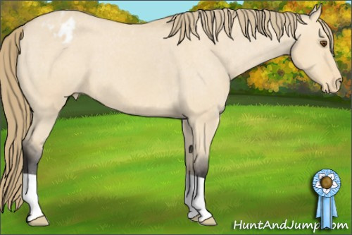 Horse Color: Buckskin Dun Blanket 