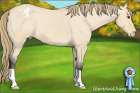 Horse Color:Buckskin Dun Blanket 