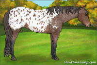 Horse Color:Bay Appaloosa