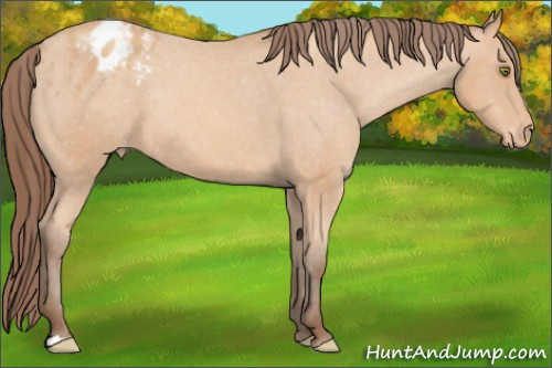Horse Color: Amber Champagne Blanket Rabicano 