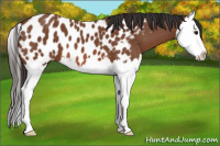 Horse Color:Bay Splash Appaloosa 
