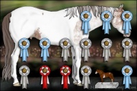 Horse Color:White Spotted Bay Tobiano Appaloosa