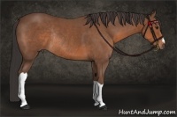 Horse Color:Bay Rabicano 