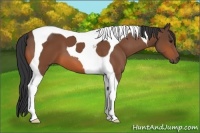 Horse Color:Bay Tobiano 