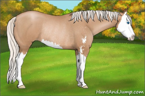 Horse Color: Silver Black Pearl Sabino Splash Rabicano 