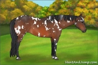 Horse Color:White Spotted Bay 