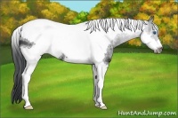 Horse Color:Black Sabino Tobiano Frame 