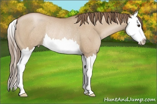 Horse Color: Grullo Pearl Sabino Splash Rabicano 