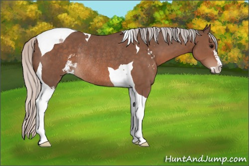 Horse Color:Silver Black Sabino Tobiano Rabicano 