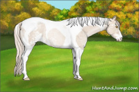 Horse Color:Silver Grullo Ice Pearl Sabino Tobiano Rabicano 