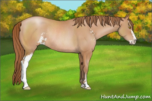Horse Color: Bay Pearl Sabino Rabicano 