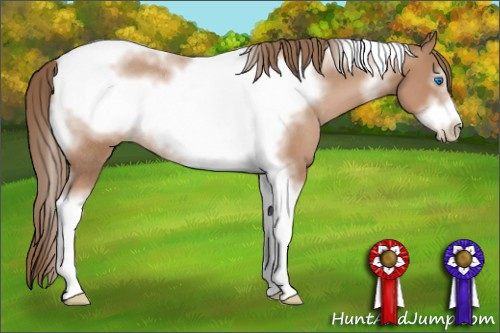 Horse Color: Black Pearl Sabino Tobiano Frame Rabicano 