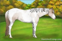 Horse Color:Black Pearl Sabino Tobiano Appaloosa 