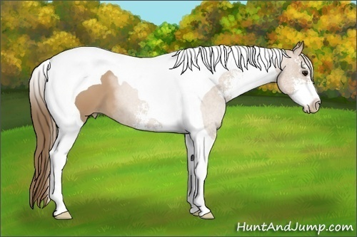 Horse Color: Black Pearl Sabino Tobiano 
