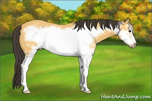 Horse Color: White Spotted Buckskin Frame 