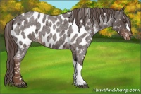 Horse Color:Liver Red Roan Appaloosa 