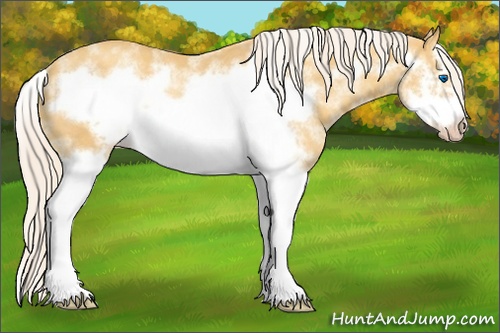 Horse Color: White Spotted Gold Cream Champagne Splash Frame Rabicano 