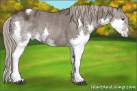Horse Color:Liver Chestnut Splash Blanket Rabicano 