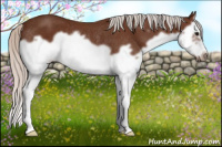 Horse Color:Silver Bay Splash Frame Rabicano