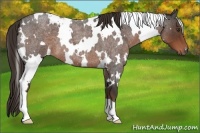 Horse Color:White Spotted Liver Red Roan 