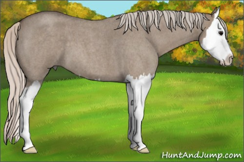 Horse Color: Silver Grullo Roan Splash 