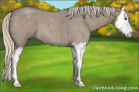 Horse Color:Silver Grullo Roan Splash