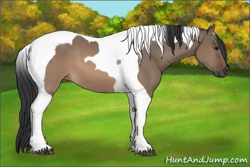 Horse Color: Brown Dun Tobiano 