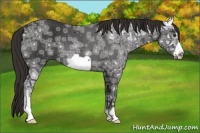 Horse Color:Liver Chestnut Ice Frame 