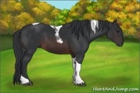 Horse Color:Brown Tobiano 