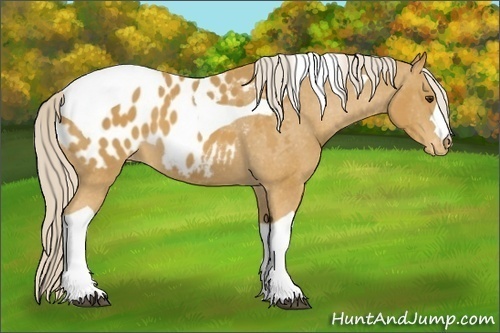 Horse Color: Palomino Tobiano Blanket 