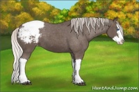 Horse Color:Silver Black Splash Varnish 