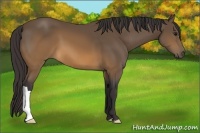 Horse Color:Buckskin 