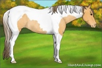 Horse Color:Buckskin Tobiano Blanket Rabicano 
