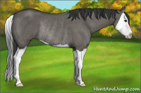 Horse Color:Grullo Splash Rabicano 