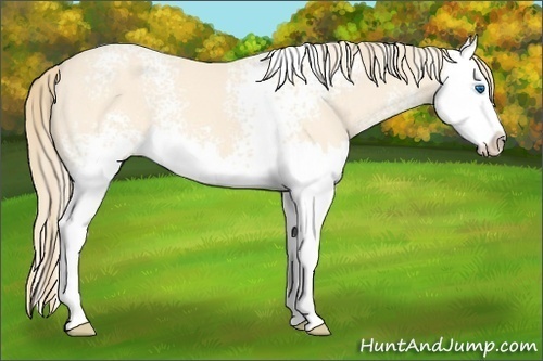 Horse Color:White Spotted Perlino Sabino Splash