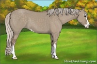 Horse Color:Silver Grullo Sabino 