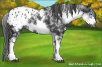 Horse Color:White Spotted Black Splash Frame Appaloosa 