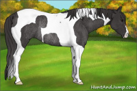 Horse Color:Smoky Black Tobiano Rabicano 