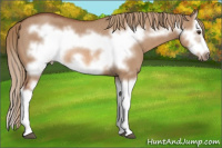 Horse Color:Red Dun Splash Frame Rabicano